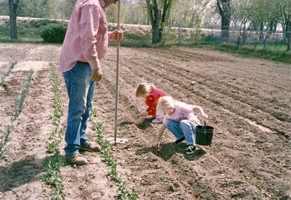Planting potatoes