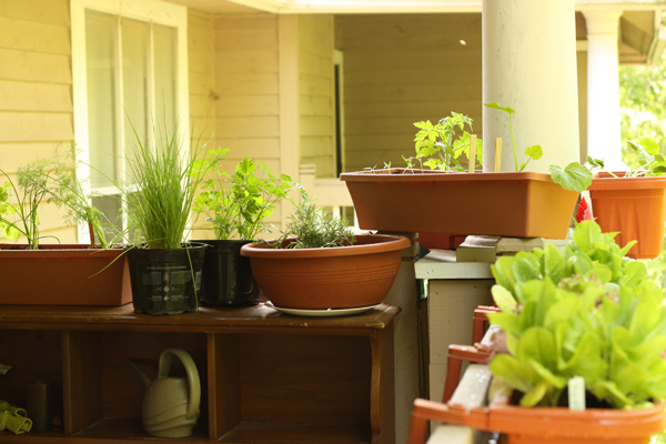 The garden!