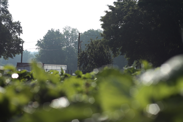 Farm from the ground