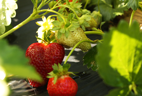 Growing berries