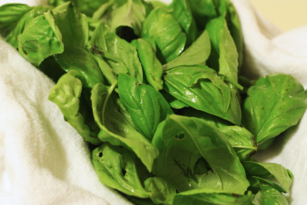 Basil harvest number 2