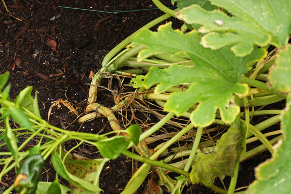 Zucchini tragedy
