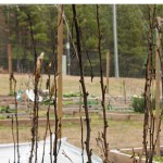 Community Garden: Hearty Winter Plants