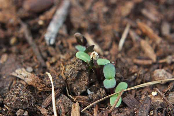 SPROUTS!