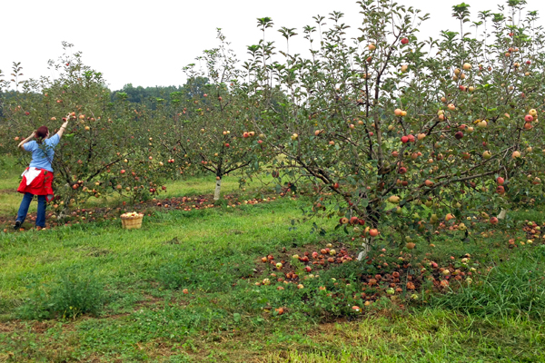 Apple picking!