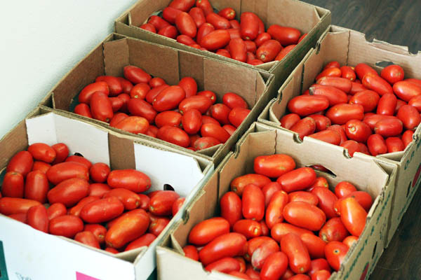 A zillion tomatoes